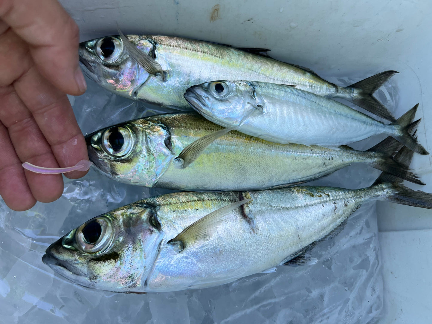 1.5" Bloodworm Spade Tail (BST) 12 pack