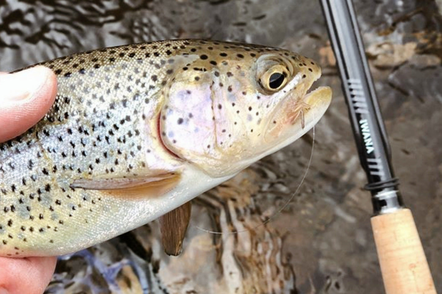 IWANA™ 12ft (360cm)