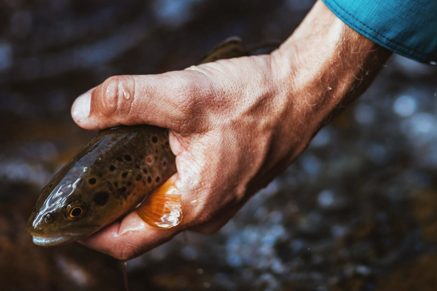 IWANA™ 12ft (360cm)