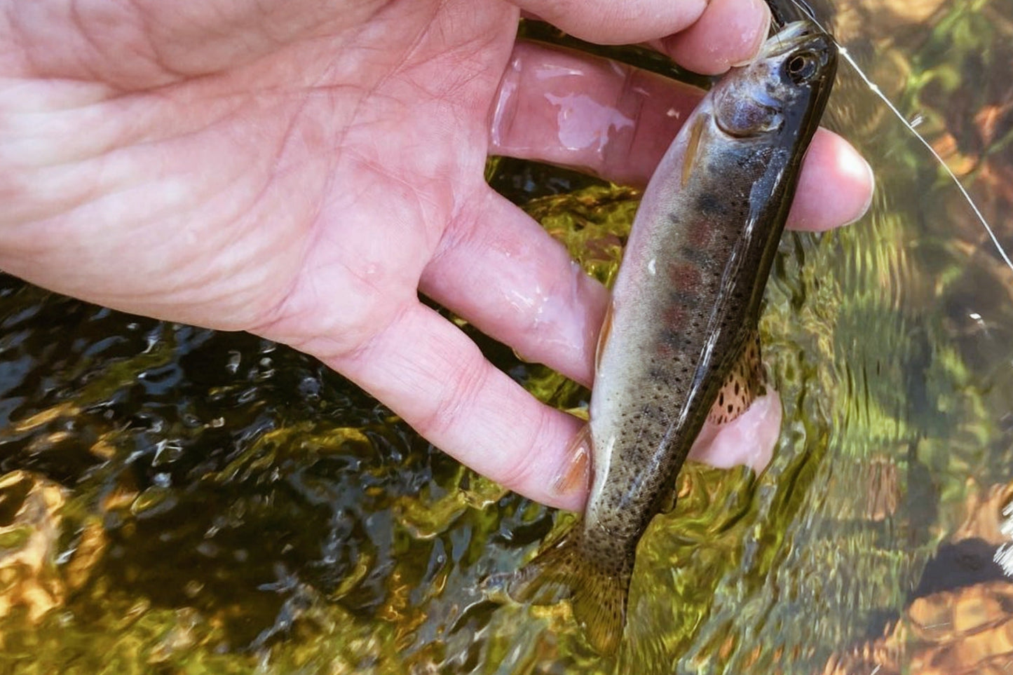 RHODO™ 8'10"/9'9"/10'6" (adjustable)