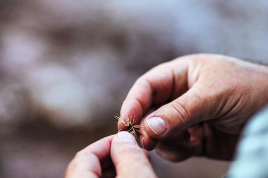 Takayama 6-Pack Retail (Dealer only)